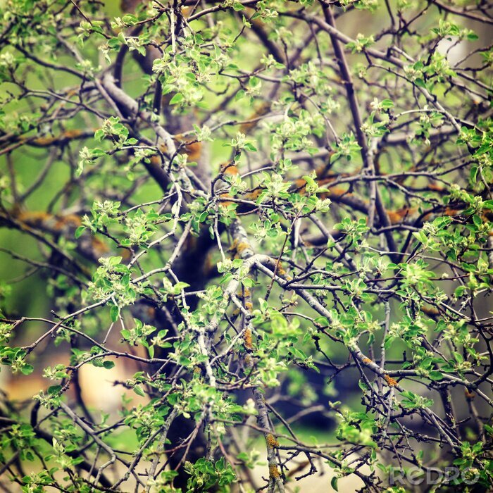 Tableau  La nature comme un arbre vert