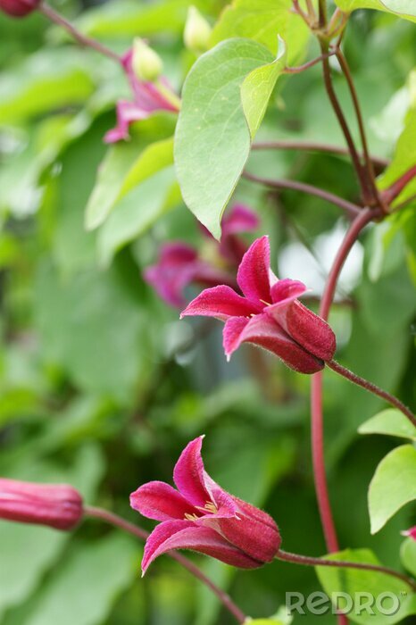 Tableau  La nature comme une fleur rose