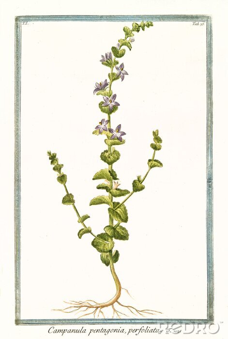 Tableau  La nature d'un crossover florissant