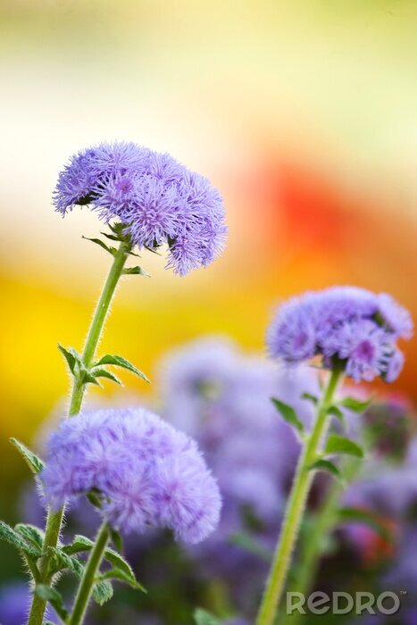 Tableau  La nature de la femelle en fleurs