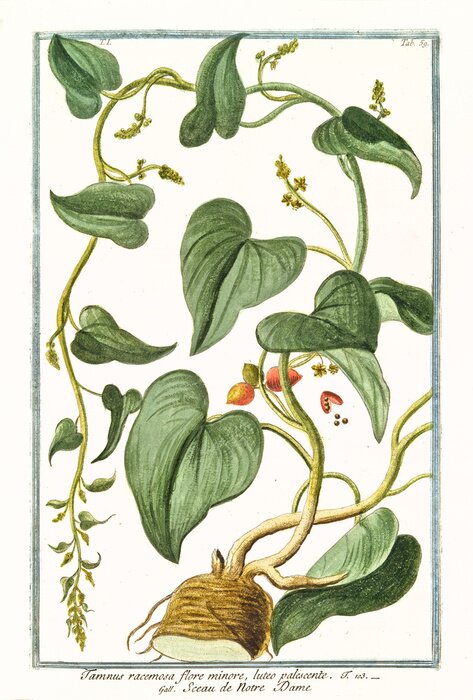 Tableau  La nature du développement du liseron noir