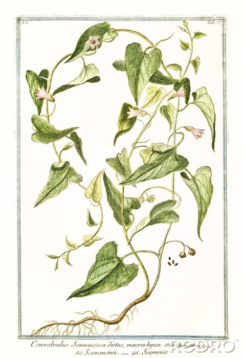 Tableau  La nature du liseron en fleurs