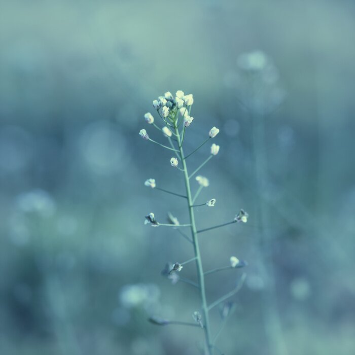 Tableau  La nature en gros plan