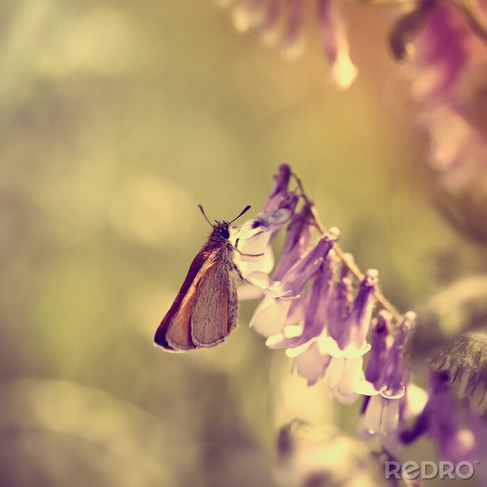 Tableau  La nature et le papillon