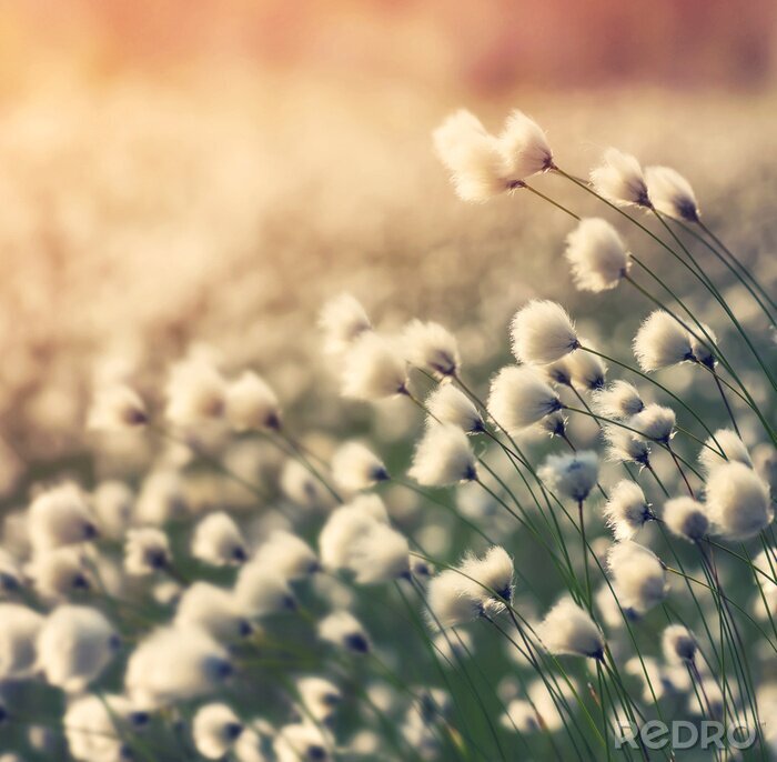 Tableau  La nature et les rayons du soleil