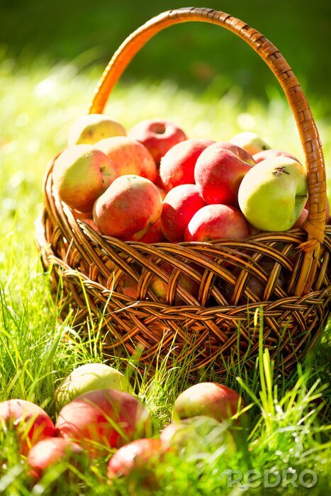 Tableau  La nature et un panier de pommes colorées