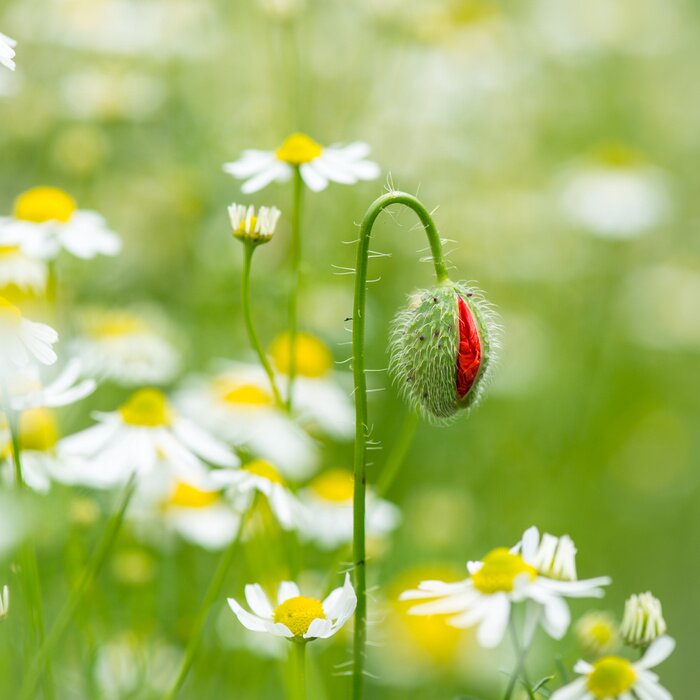 Tableau  La nature prend vie