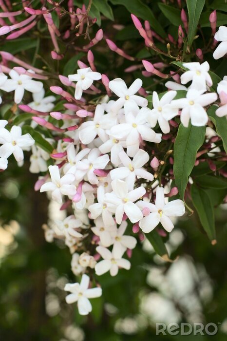 Tableau  La nature sous forme de jasmin