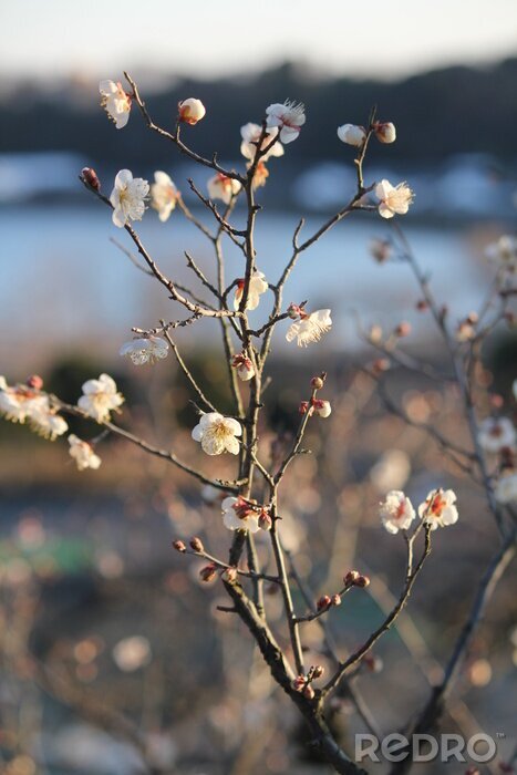 Tableau  La nature sous la forme d'une branche fleurie