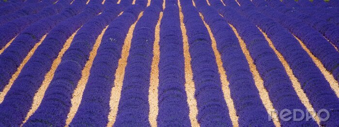 Tableau  La nature sur un champ de lavande