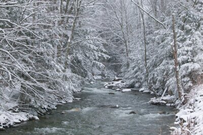 La neige recouvre les arbres de pins sur le côté d'une rivière en hiver.