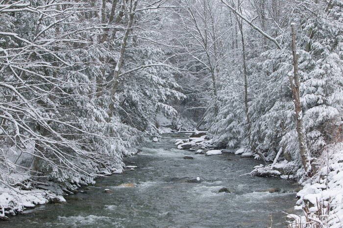 Tableau  La neige recouvre les arbres de pins sur le côté d'une rivière en hiver.