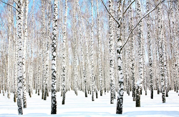 Tableau  La neige sur les bouleaux