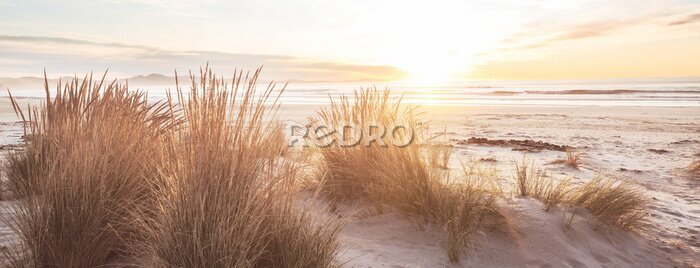 Tableau  La plage ensoleillée de Nouvelle-Zélande