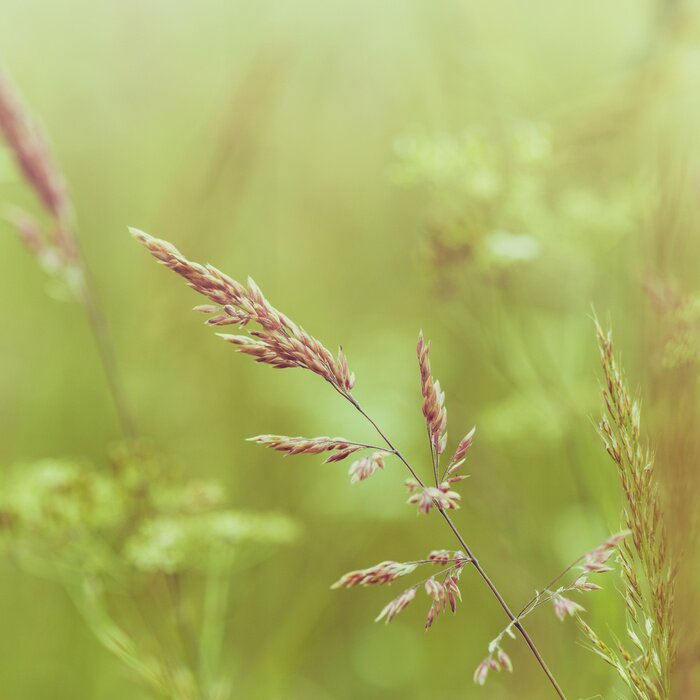 Tableau  La prairie comme nature