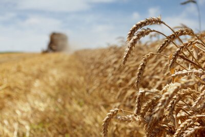 Tableau  La récolte de blé