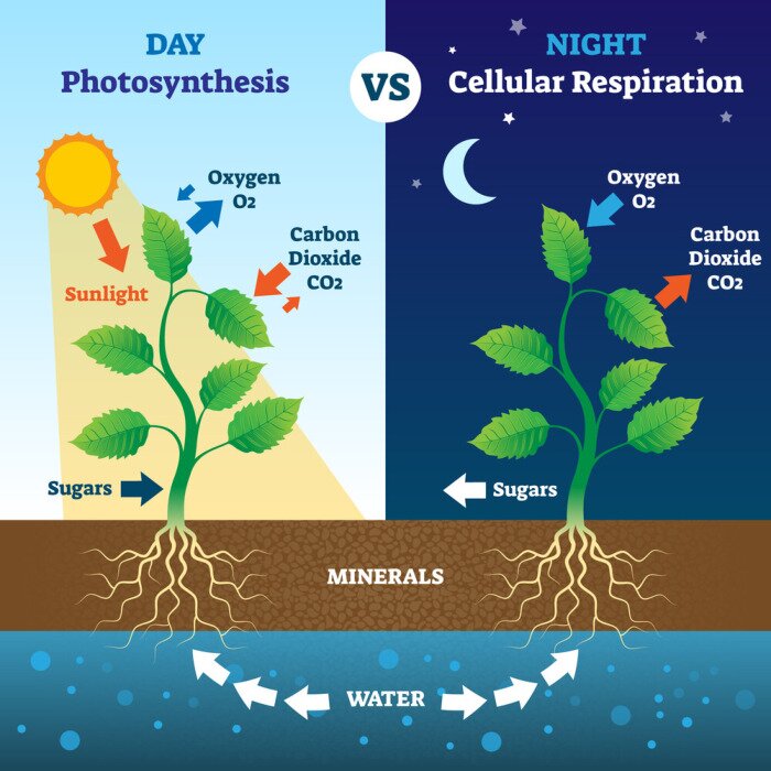 Tableau  La respiration cellulaire de jour et de nuit