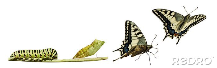 Tableau  La transformation d'un insecte