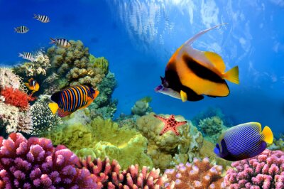 Tableau  La vie marine sur les récifs coralliens