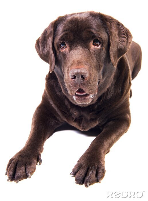 Tableau  Labrador sur fond blanc