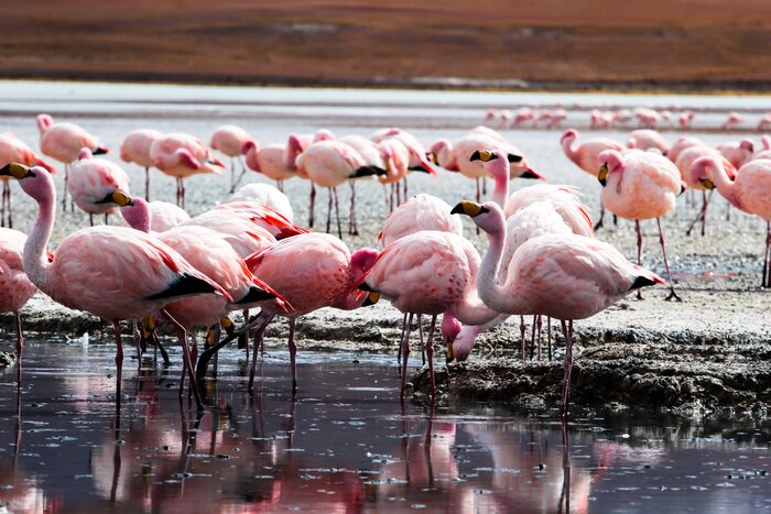 Tableau  Lac dans les Andes avec des flamants roses