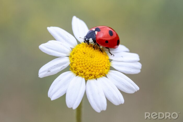 Tableau  ladybug on a flower