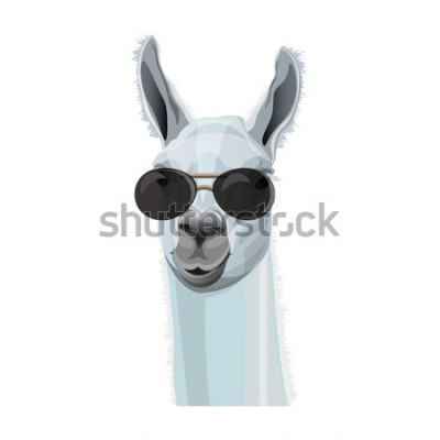 Tableau  Lama blanc avec des lunettes noires