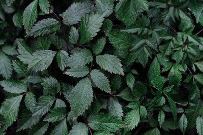 Tableau  Landscape closeup photo of astilbe plant foliage in  the garden