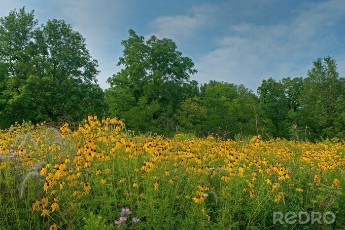 Tableau  Landscape of a summer wildflower prairie with yellow and purple coneflowers, Michigan, USA