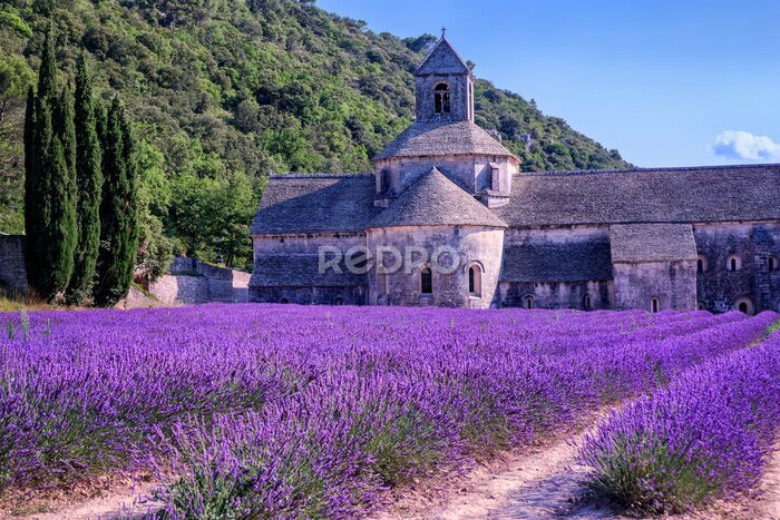 Tableau  Lavande, champs, Senanque, monastère, Provence, france