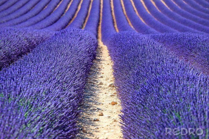 Tableau  Lavande en fleurs dans un champ