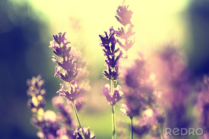 Tableau  Lavande et coucher de soleil