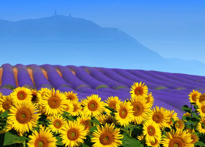 Tableau  Lavande et tournesols dans le champ