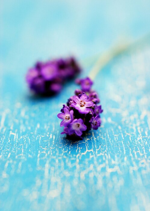 Tableau  lavendelblüte auf Holz rustikalem