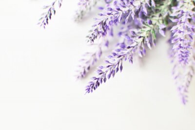 Tableau  Lavender branch on a white background