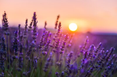 Tableau  Lavender flowers at sunset in Provence, France. Macro image, shallow depth of field