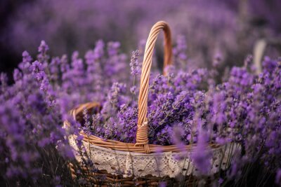 Tableau  lavender in a basket