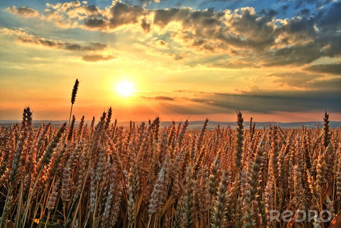 Tableau  Le blé et la nature