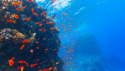 Le monde sous-marin du récif corallien