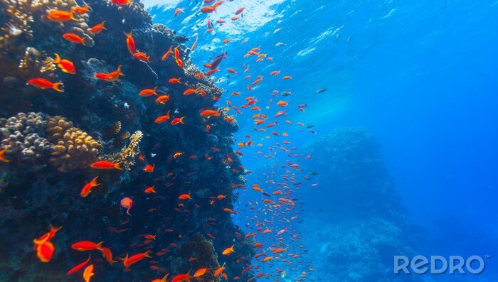 Tableau  Le monde sous-marin du récif corallien