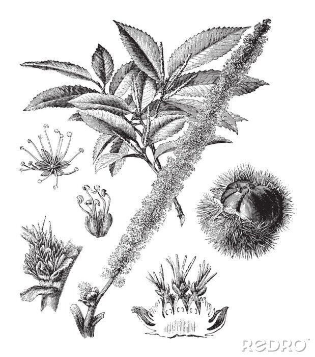 Tableau  Le motif de feuilles et de fruits de châtaignier