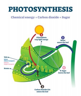 Tableau  Le processus de la photosynthèse représenté sur une feuille