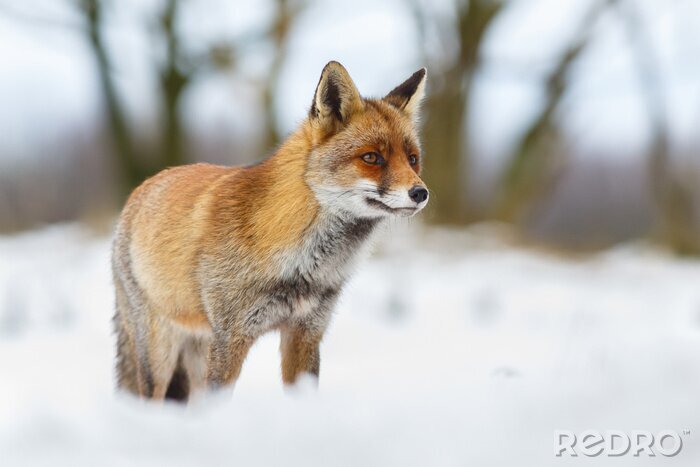 Tableau  Le renard roux dans la neige