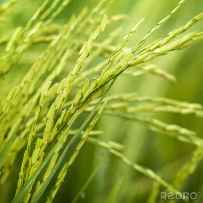 Tableau  Le riz comme nature