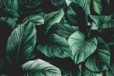 Leaves of Spathiphyllum cannifolium, abstract green texture, nature background, tropical leaf