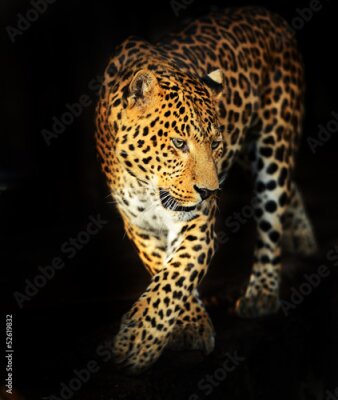 Poster  Leopard portrait