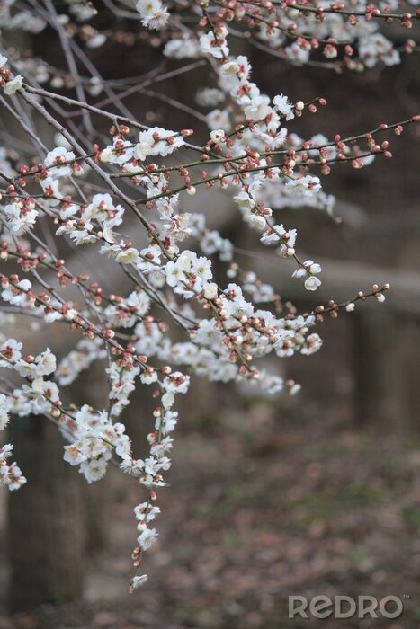 Tableau  Les arbres en fleurs