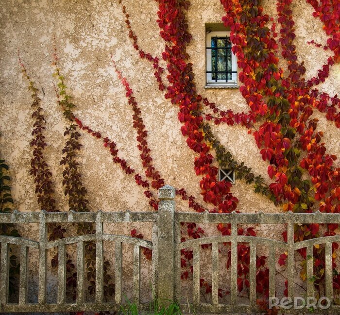 Tableau  Les belles feuilles rouges sur mur de la maison