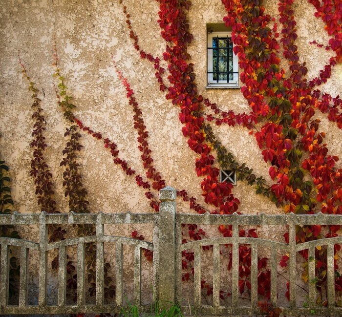 Tableau  Les belles feuilles rouges sur mur de la maison