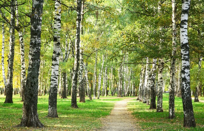 Tableau  Les bouleaux du parc au matin